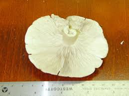 Attēlu rezultāti vaicājumam “Tricholoma album”