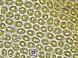 Attēlu rezultāti vaicājumam “Orthotrichum, Nyholmiella”