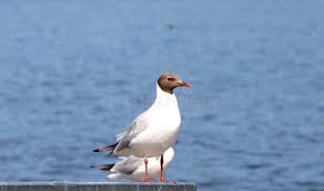 Attēlu rezultāti vaicājumam “Larus ridibundus”