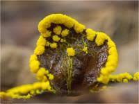 Attēlu rezultāti vaicājumam “Physarum virescens macro”