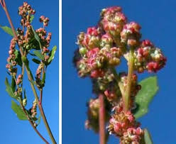 Attēlu rezultāti vaicājumam “Chenopodium polyspermum var. acutifolium flower”