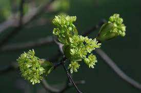 Attēlu rezultāti vaicājumam “Acer platanoides flower”