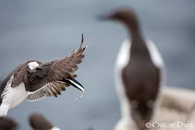 Image result for Uria aalge