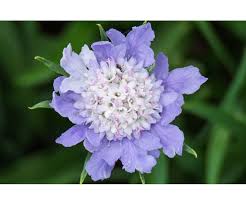 Image result for scabiosa caucasica