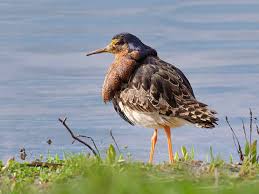 Attēlu rezultāti vaicājumam “Philomachus pugnax”