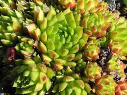 Attēlu rezultāti vaicājumam “Jovibarba globifera”