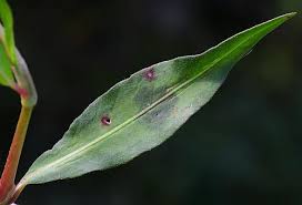 Attēlu rezultāti vaicājumam “Persicaria maculosa leaf”