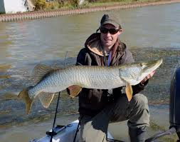 Image result for Esox masquinongy
