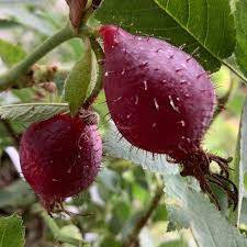 Attēlu rezultāti vaicājumam “Rosa villosa fruit”
