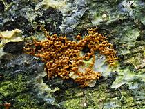 Attēlu rezultāti vaicājumam “Badhamia affinis”