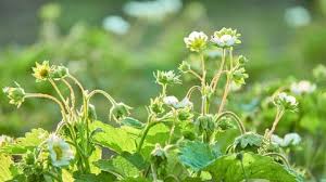 Attēlu rezultāti vaicājumam “Fragaria moschata flower”