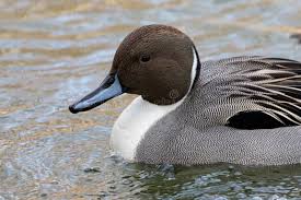 Attēlu rezultāti vaicājumam “Anas acuta”