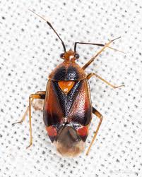 Attēlu rezultāti vaicājumam “Deraeocoris ruber”