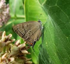 Attēlu rezultāti vaicājumam “Cribraria languescens stalked”