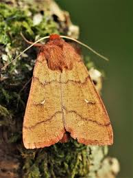 Attēlu rezultāti vaicājumam “Mythimna turca”