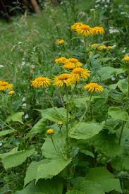 Attēlu rezultāti vaicājumam “Telekia speciosa bud”