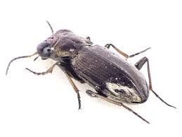 Attēlu rezultāti vaicājumam “Notiophilus palustris”