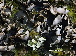 Attēlu rezultāti vaicājumam “Peltigera malacea”