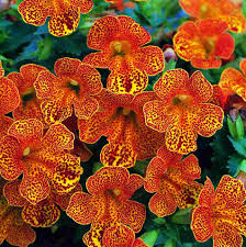 Image result for Mimulus x hybrida