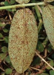 Attēlu rezultāti vaicājumam “Puccinia agrostidis”