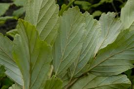 Attēlu rezultāti vaicājumam “Hamamelis vernalis leaf”