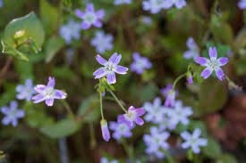Attēlu rezultāti vaicājumam “Claytonia sibirica flower”