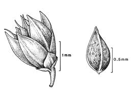 Attēlu rezultāti vaicājumam “Luzula luzuloides leaf”
