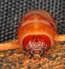 Attēlu rezultāti vaicājumam “Cossidae”