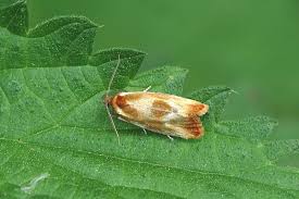 Attēlu rezultāti vaicājumam “Eulia ministrana”