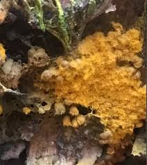 Attēlu rezultāti vaicājumam “Trichia scabra sessile”