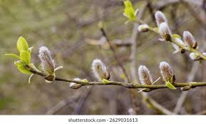 Attēlu rezultāti vaicājumam “Salix caprea bud”