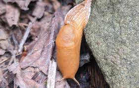 Attēlu rezultāti vaicājumam “Arion rufus”