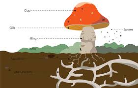 Attēlu rezultāti vaicājumam “fungi”