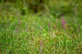 「扭蘭」的圖片搜尋結果