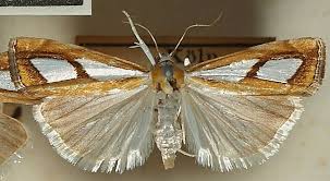 Attēlu rezultāti vaicājumam “Catoptria permutatellus”