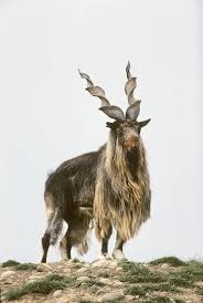 Attēlu rezultāti vaicājumam “Capra”