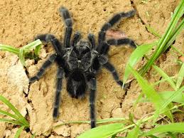 Znalezione obrazy dla zapytania Grammostola grossa