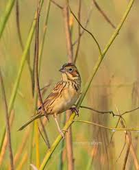 Image result for Emberiza fucata
