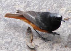 Attēlu rezultāti vaicājumam “Phoenicurus ochruros”