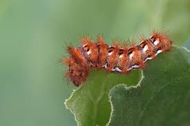 Attēlu rezultāti vaicājumam “Acronicta rumicis larva”