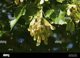 Attēlu rezultāti vaicājumam “Acer tataricum fruit”