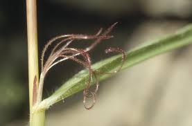 Attēlu rezultāti vaicājumam “Zea mays female flower”