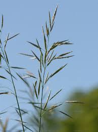 Attēlu rezultāti vaicājumam “Bromopsis inermis”