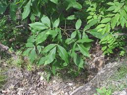 Attēlu rezultāti vaicājumam “Carya ovata”