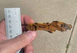 Attēlu rezultāti vaicājumam “Neocudoniella albiceps”