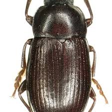 Attēlu rezultāti vaicājumam “Isomira murina”