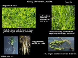 Attēlu rezultāti vaicājumam “Spergularia marina leaf”