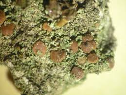 Attēlu rezultāti vaicājumam “Bacidia rubella”