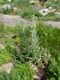 Image result for Ptilostemon afer