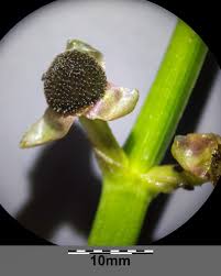 Attēlu rezultāti vaicājumam “Sagittaria sagittifolia fruit”